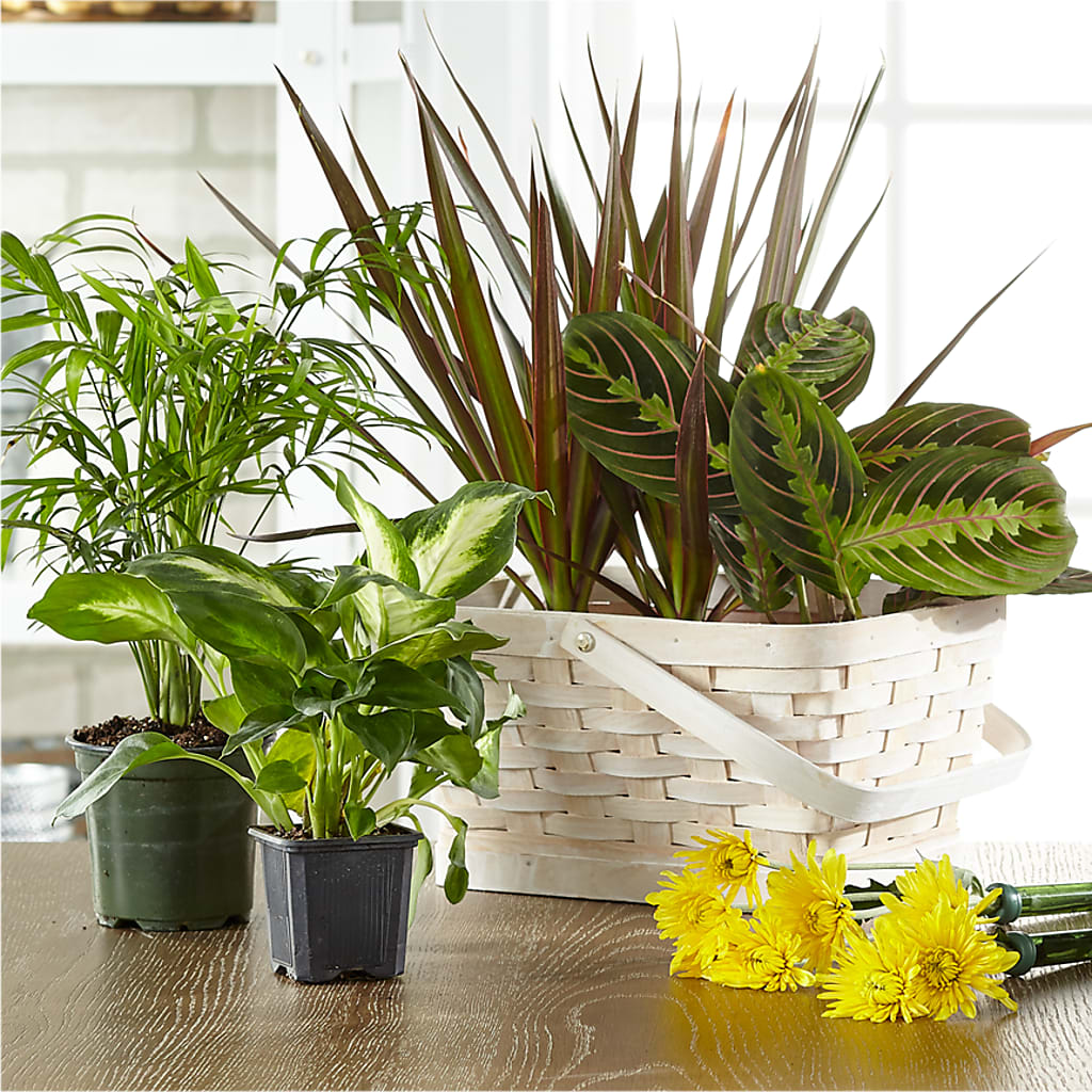 Florist Designed Blooming and Green Plants in a Basket – BELMA'S PRECIOUS FLOWERS, Kodiak AK