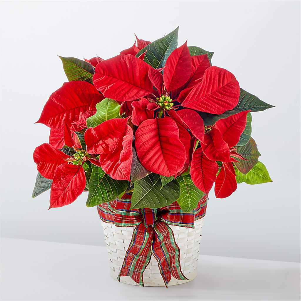 Happiest Holidays Poinsettia – BELMA'S PRECIOUS FLOWERS, Kodiak AK