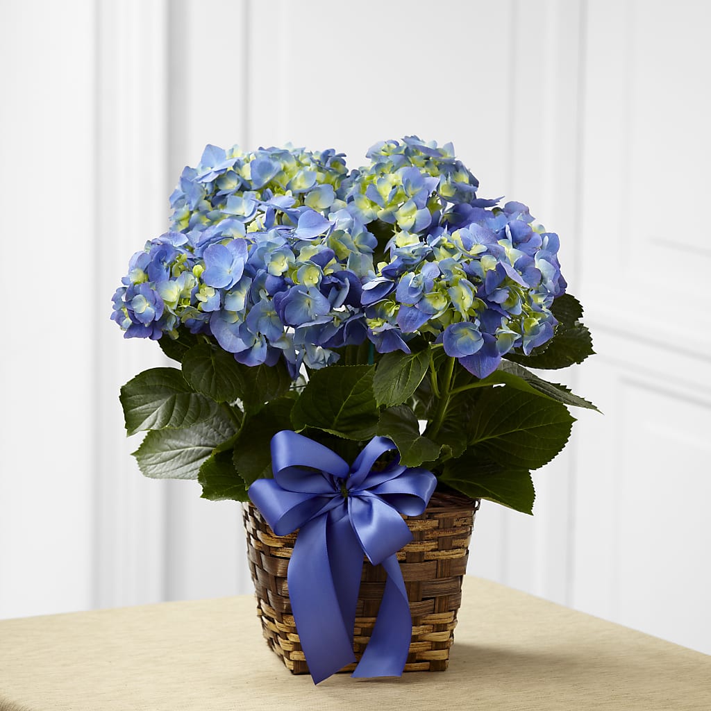Blue Hydrangea Planter – BELMA'S PRECIOUS FLOWERS, Kodiak AK