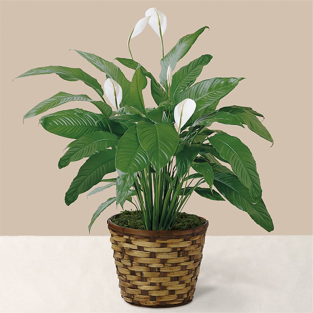 Tranquil Moments Peace Lily Plant – BELMA'S PRECIOUS FLOWERS, Kodiak AK