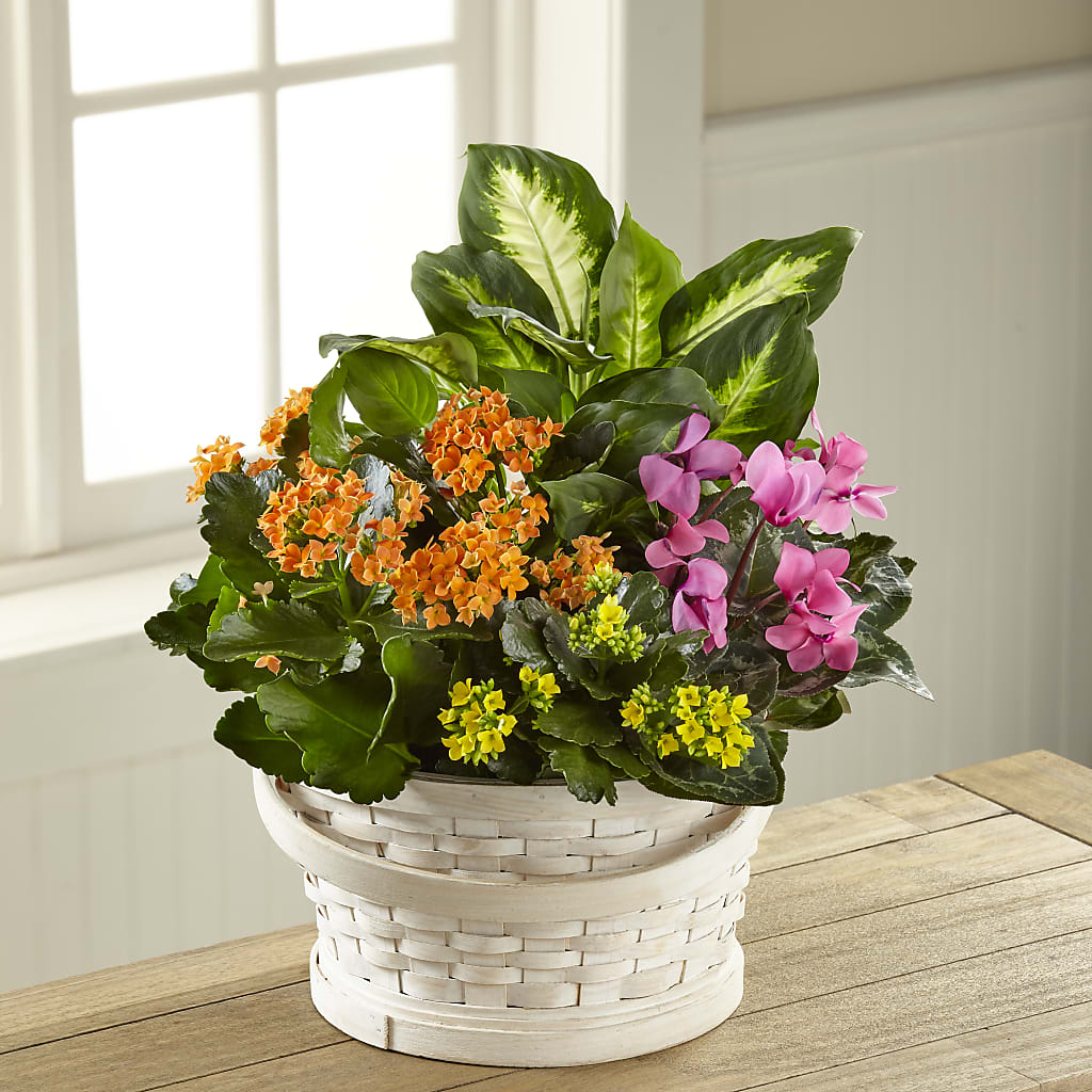 Color Crush Dishgarden – BELMA'S PRECIOUS FLOWERS, Kodiak AK