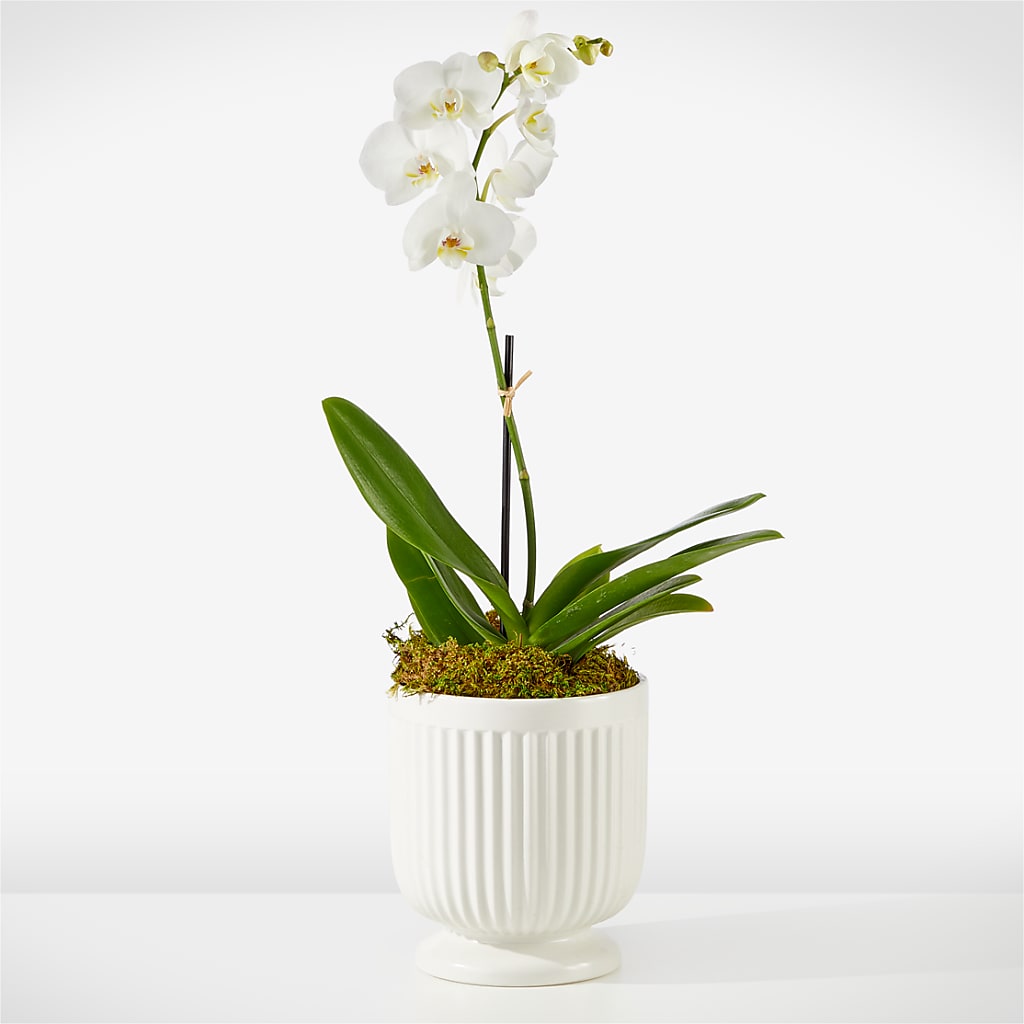 Whispering White Orchid – BELMA'S PRECIOUS FLOWERS, Kodiak AK