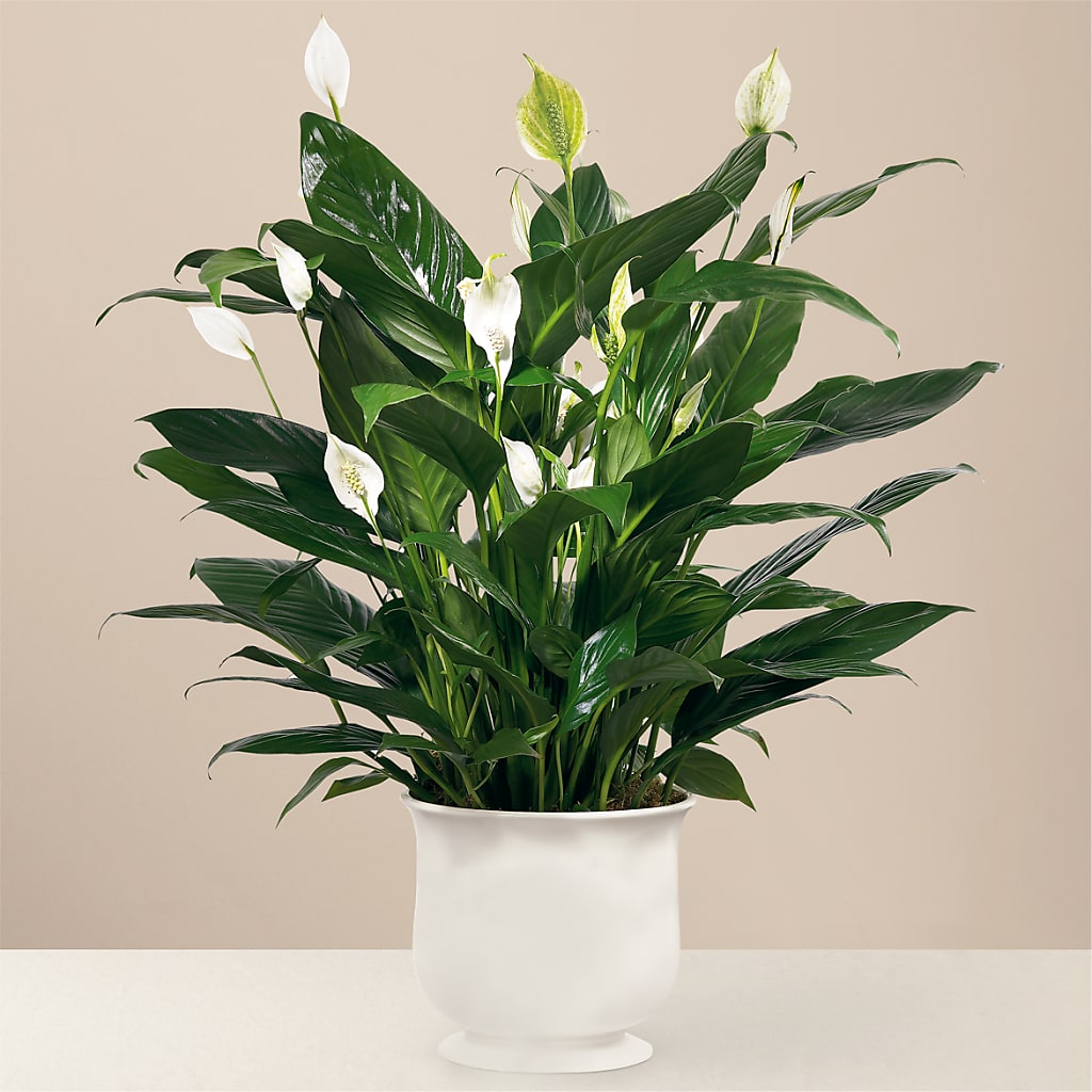 Comfort Planter – BELMA'S PRECIOUS FLOWERS, Kodiak AK