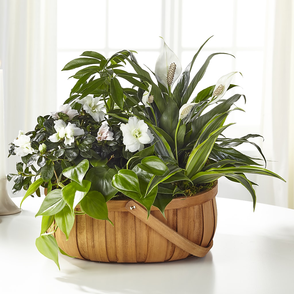 Serene Dishgarden – BELMA'S PRECIOUS FLOWERS, Kodiak AK