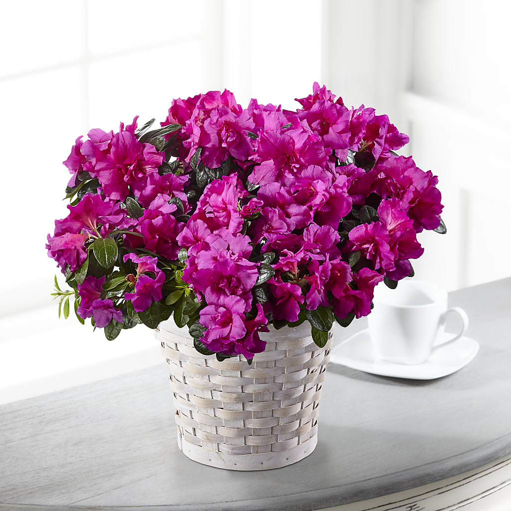 Hope & Serenity Azalea Plant – BELMA'S PRECIOUS FLOWERS, Kodiak AK