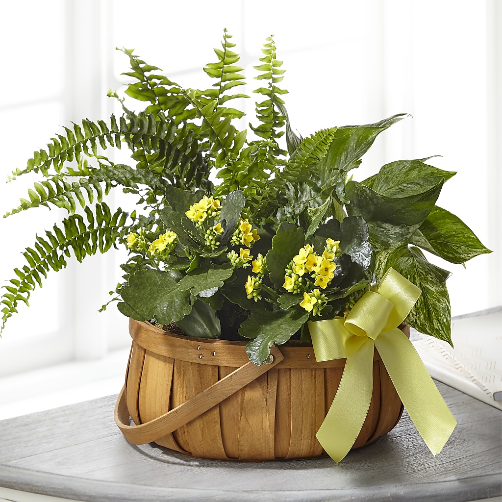 Always Dear Dishgarden – BELMA'S PRECIOUS FLOWERS, Kodiak AK