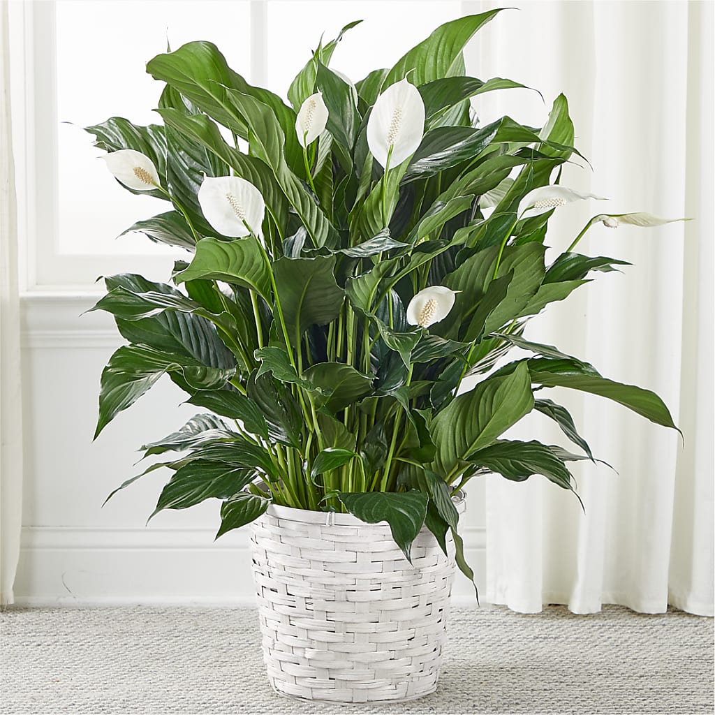 A New Leaf Peace Lily – BELMA'S PRECIOUS FLOWERS, Kodiak AK