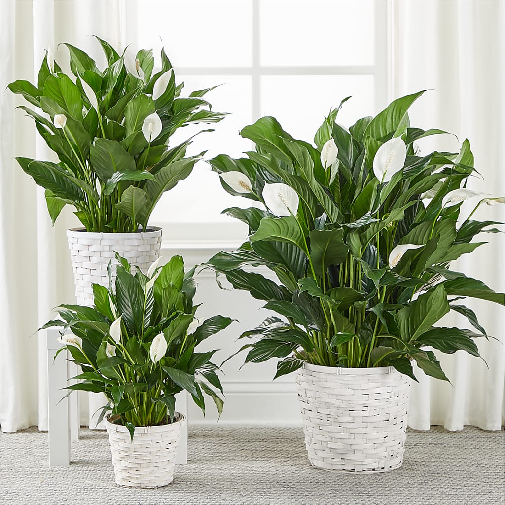 A New Leaf Peace Lily – BELMA'S PRECIOUS FLOWERS, Kodiak AK