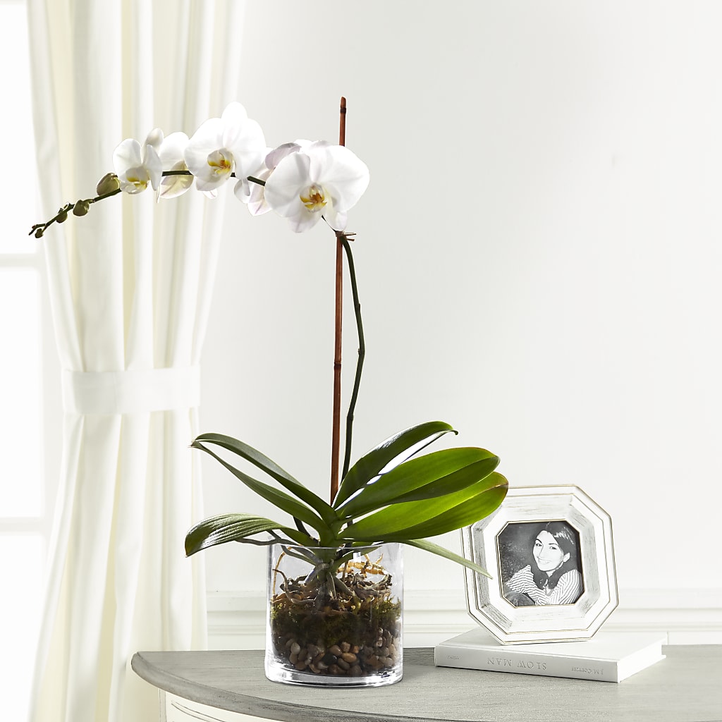 White Orchid Planter – BELMA'S PRECIOUS FLOWERS, Kodiak AK