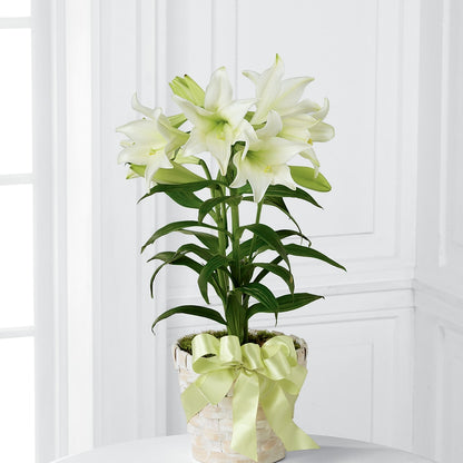 Easter Lily Plant – BELMA'S PRECIOUS FLOWERS, Kodiak AK