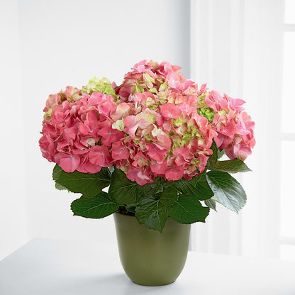 Pink Hydrangea Planter – BELMA'S PRECIOUS FLOWERS, Kodiak AK