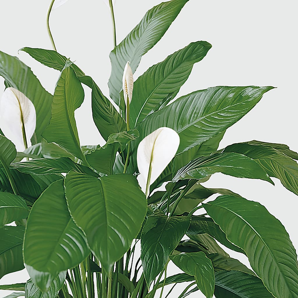 Tranquil Moments Peace Lily Plant – BELMA'S PRECIOUS FLOWERS, Kodiak AK