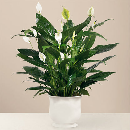 Comfort Planter – BELMA'S PRECIOUS FLOWERS, Kodiak AK