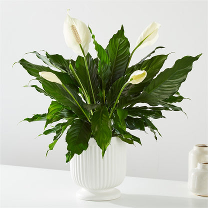 Comfort Planter – BELMA'S PRECIOUS FLOWERS, Kodiak AK