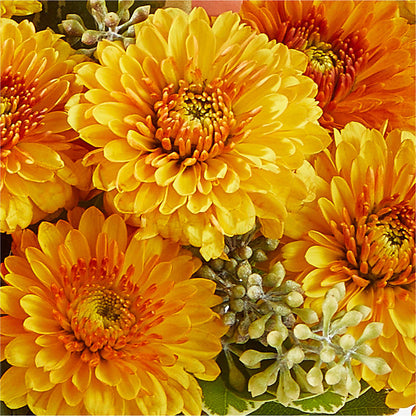 Peachy Pumpkin – BELMA'S PRECIOUS FLOWERS, Kodiak AK