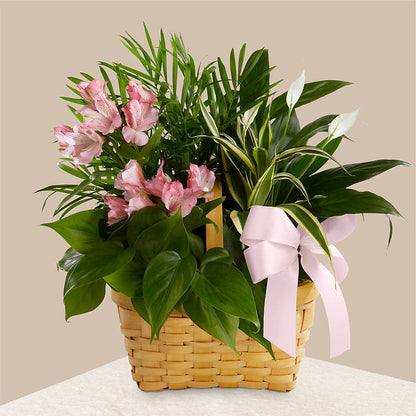 Living Spirit Dishgarden – BELMA'S PRECIOUS FLOWERS, Kodiak AK