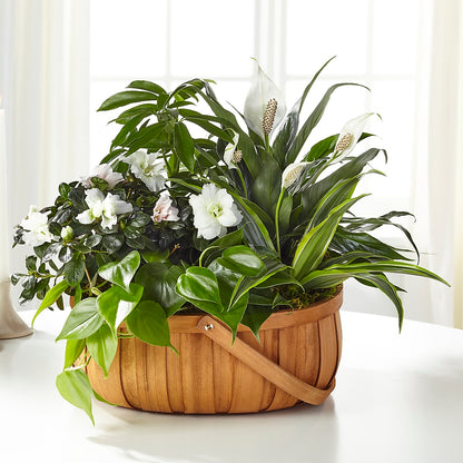 Serene Dishgarden – BELMA'S PRECIOUS FLOWERS, Kodiak AK