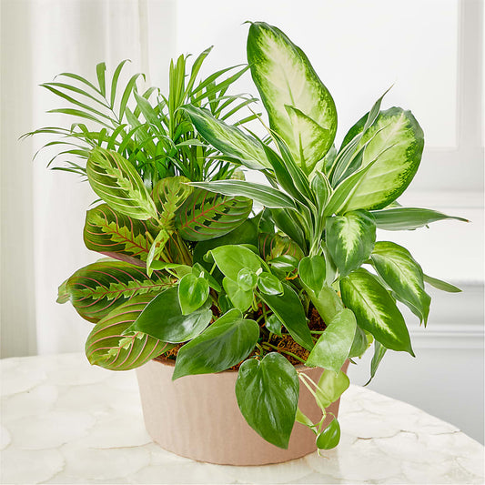 Balance & Harmony Dishgarden – BELMA'S PRECIOUS FLOWERS, Kodiak AK