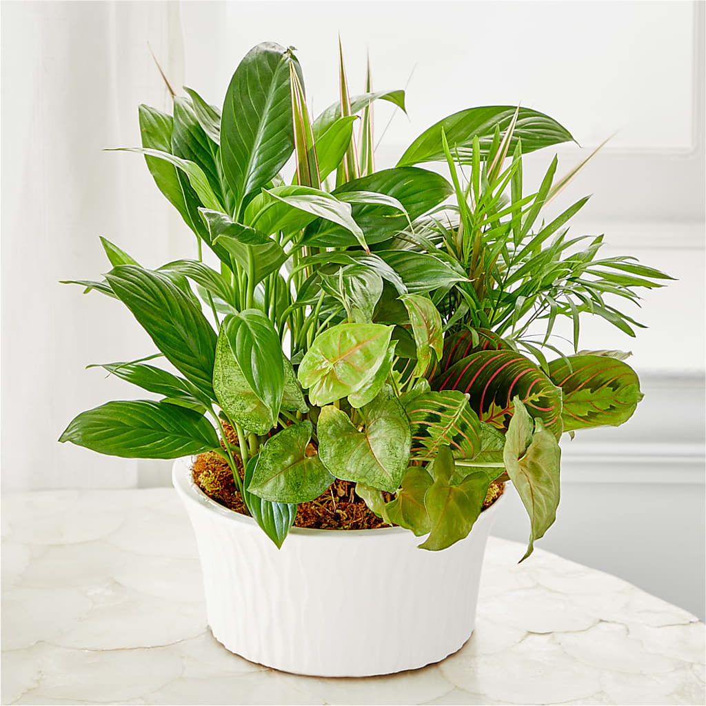 Balance & Harmony Dishgarden – BELMA'S PRECIOUS FLOWERS, Kodiak AK
