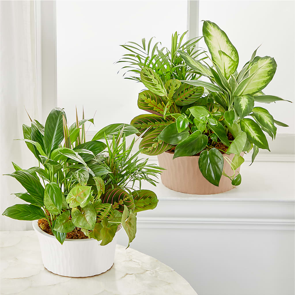 Balance & Harmony Dishgarden – BELMA'S PRECIOUS FLOWERS, Kodiak AK