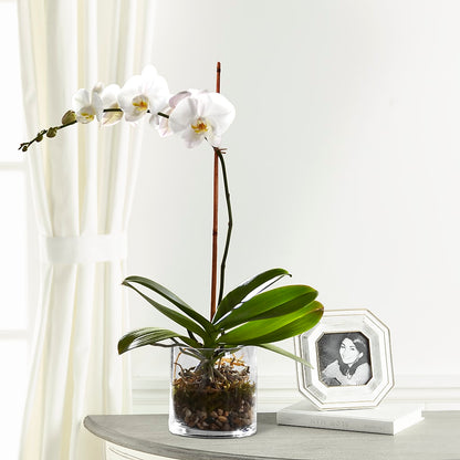 White Orchid Planter – BELMA'S PRECIOUS FLOWERS, Kodiak AK