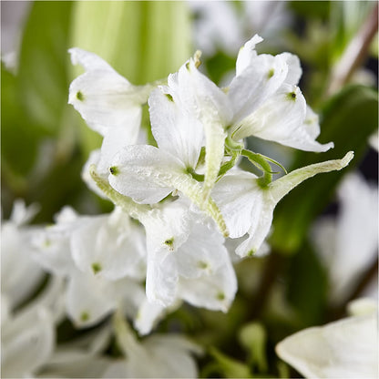 Classic Ivory – A Florist Original – BELMA'S PRECIOUS FLOWERS, Kodiak AK